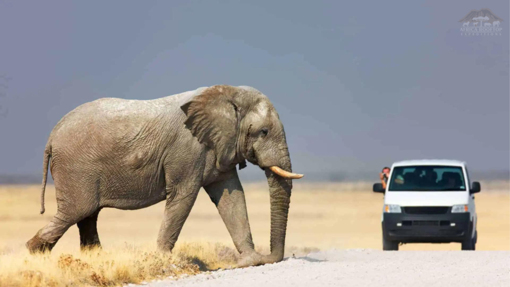 Etosha National Park Wildlife