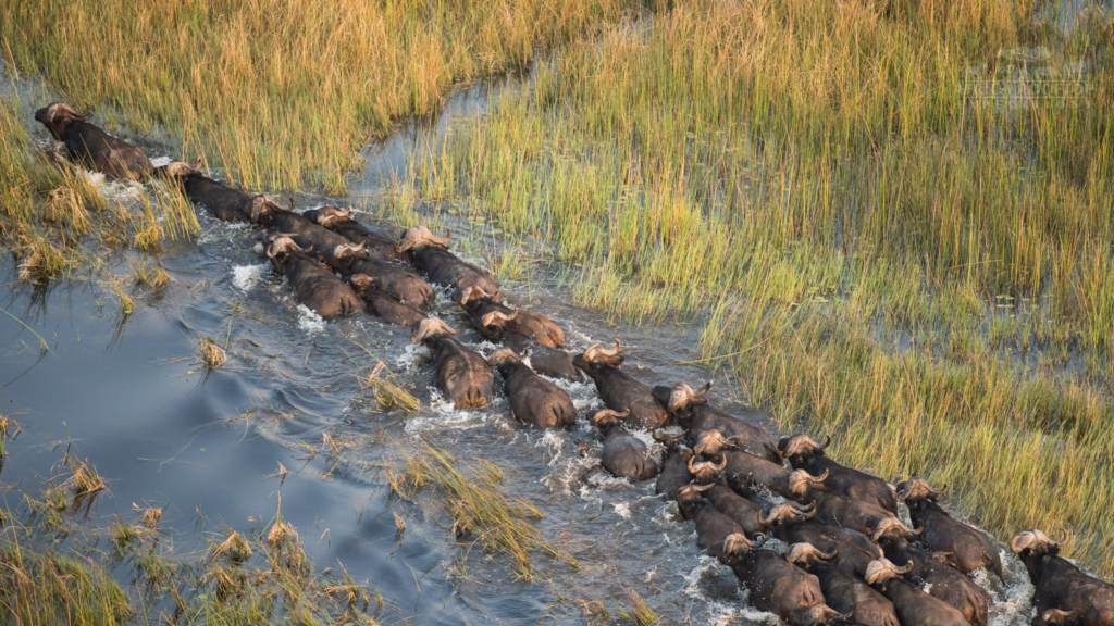 Geography and Hydrology Botswana Okavango Delta Safari