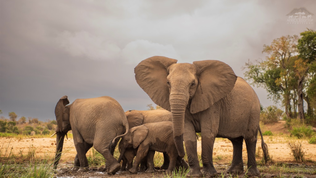 Kruger National Park Elephants