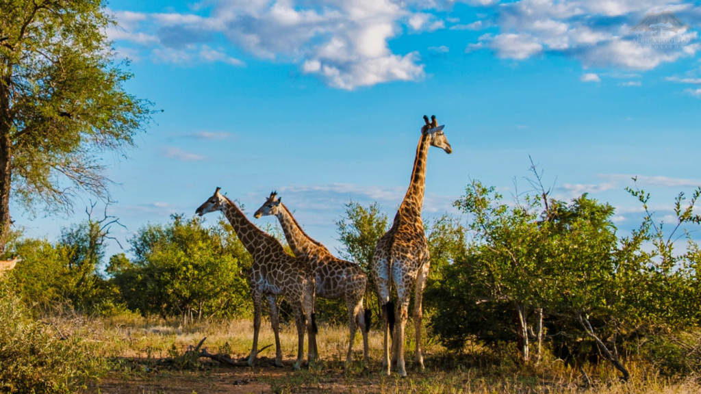 Kruger National Park Giraffes