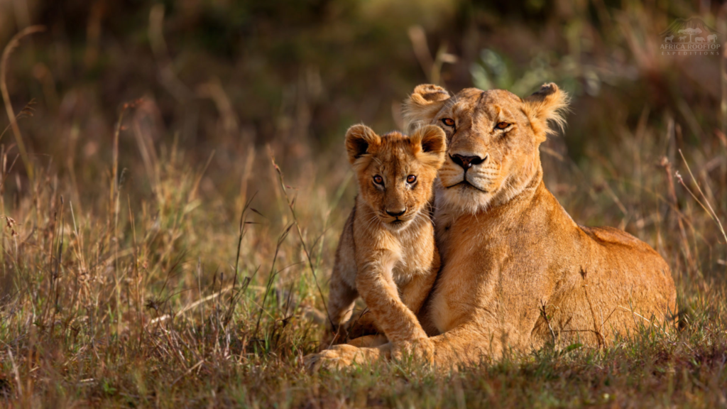 Kruger National Park Wildlife