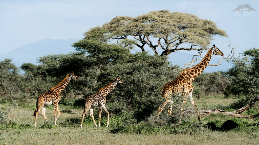 Maasai Mara National Reserve