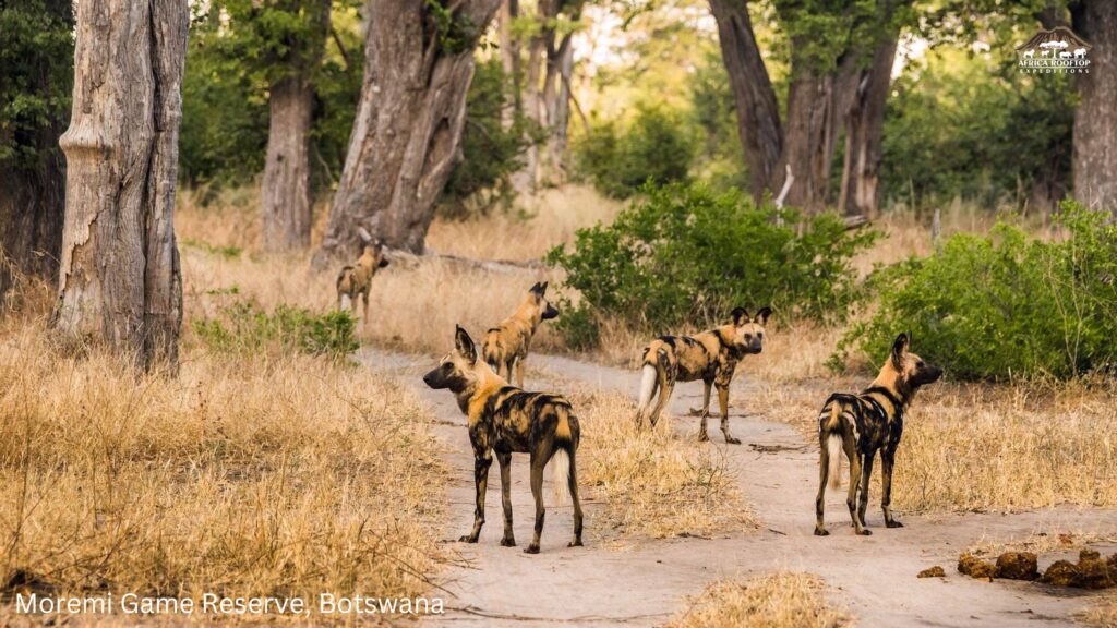 Moremi Game Reserve, Botswana