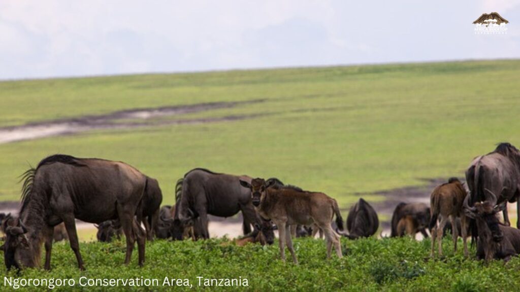 Ngorongoro Conservation Area, Tanzania