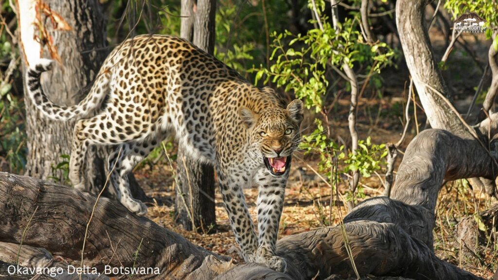 Okavango Delta, Botswana