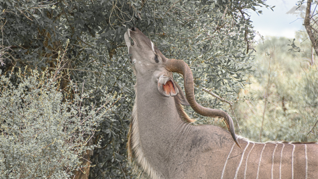 Serengeti National Park