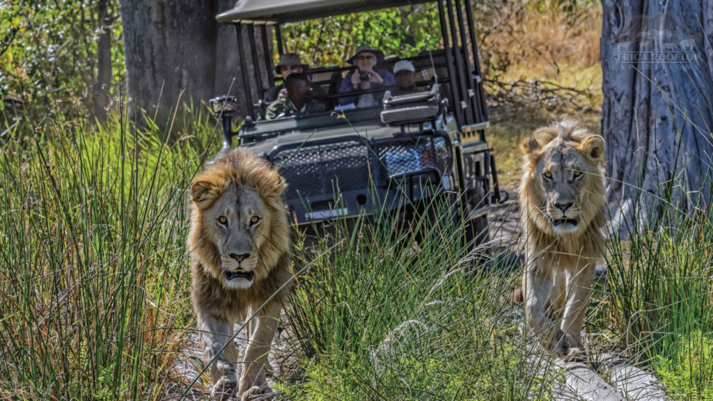 Wildlife Botswana Okavango Delta Safari