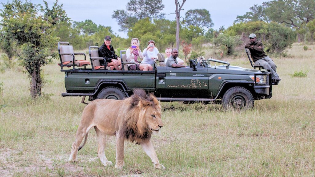 Every Traveler Can Enjoy a Safari