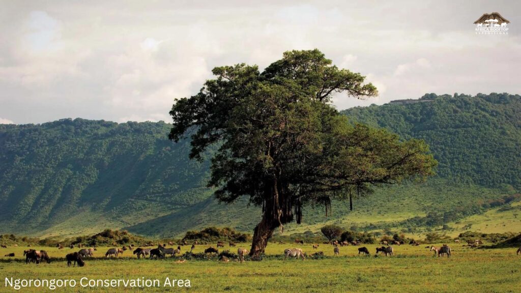 Ngorongoro Conservation Area