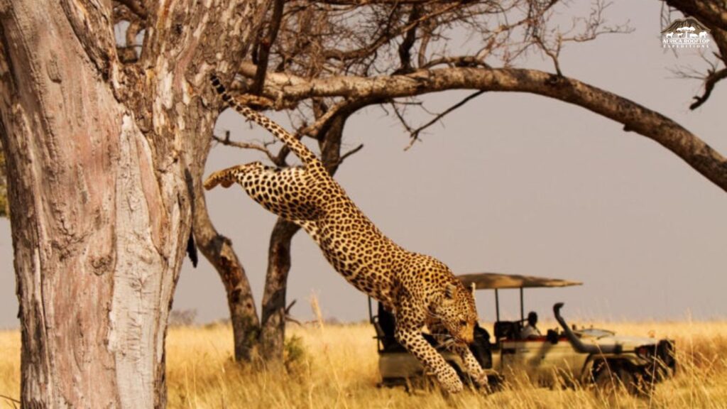 Botswana Okavango Delta Safari