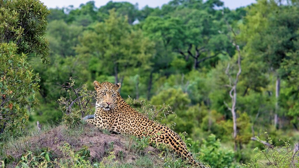 One of the Best Big 5 Sightings in the World