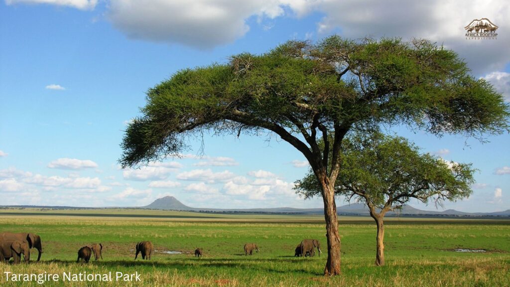 Tarangire National Park