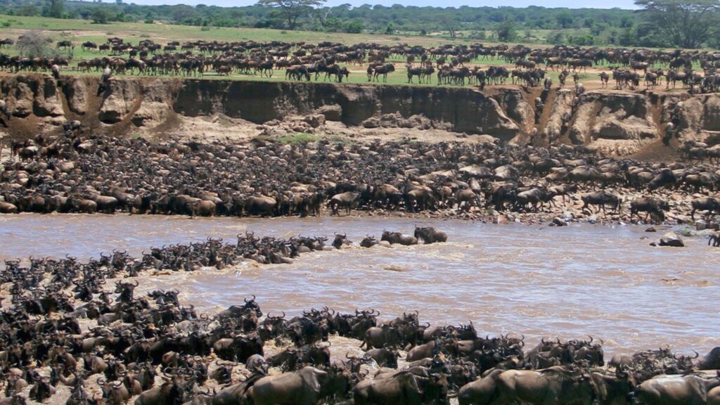 The Mara, Crater, and Serengeti Migrations in East Africa,BEST AFRICAN SAFARI TOURS