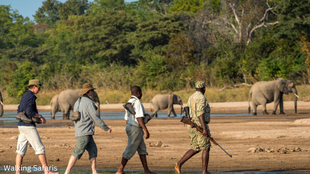 Walking Safaris