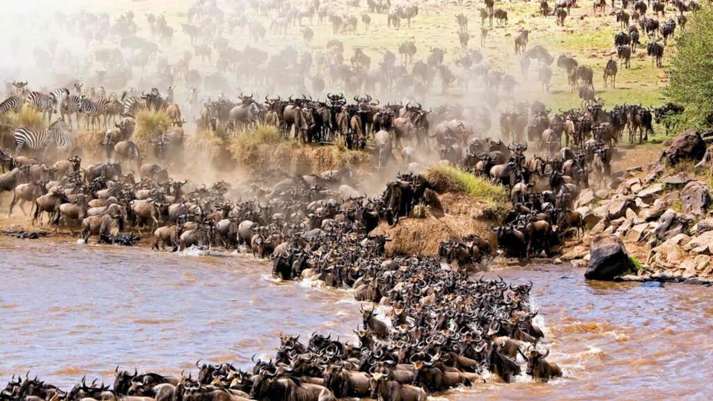 Witness the Great Wildebeest Migration Safaris in Tanzania