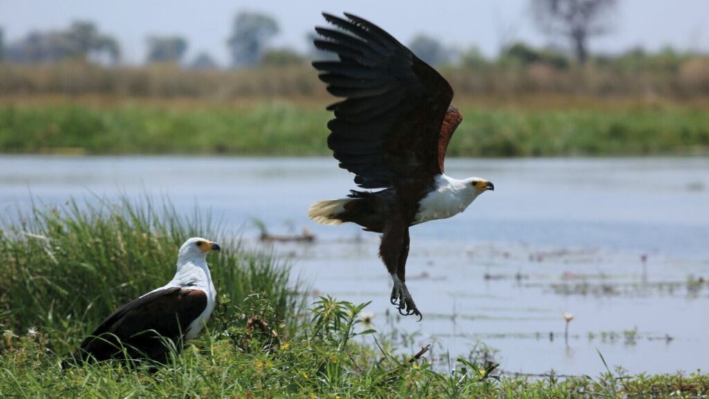 Bird Watching in the Okavango Delta