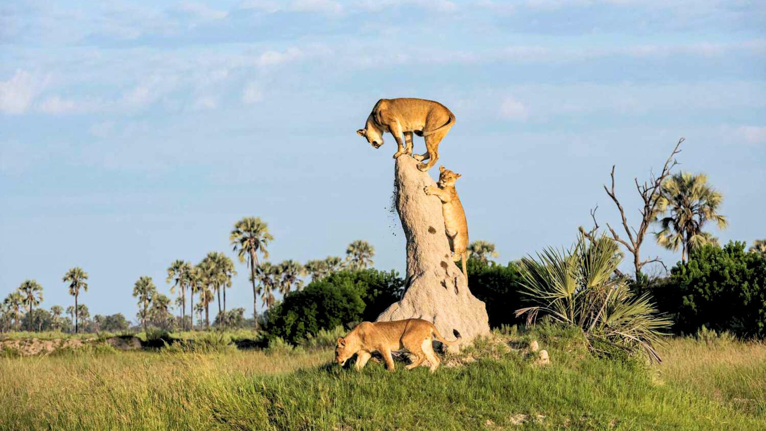 Family-friendly African safari tours,Botswana