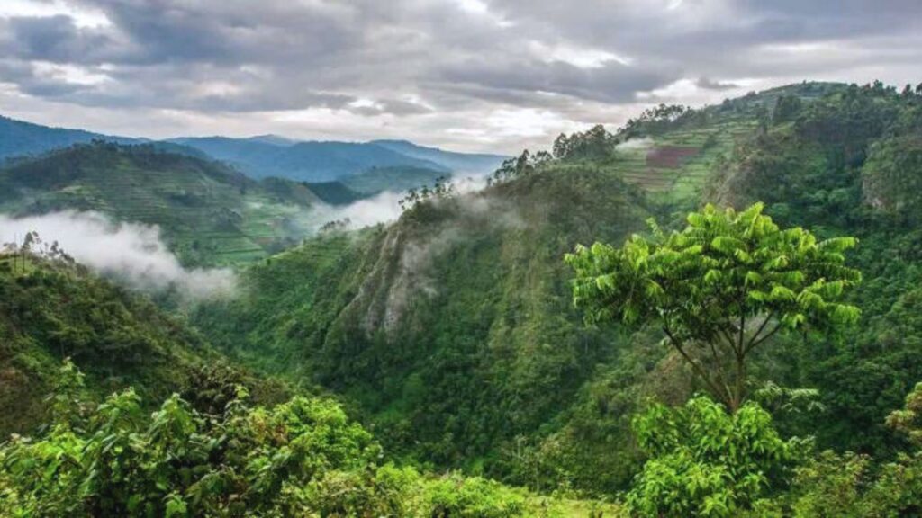 Bwindi Impenetrable Forest