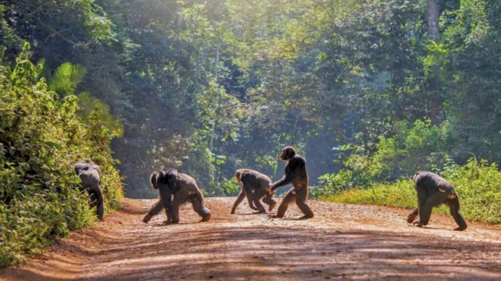 Chimpanzee Tracking in East Africa