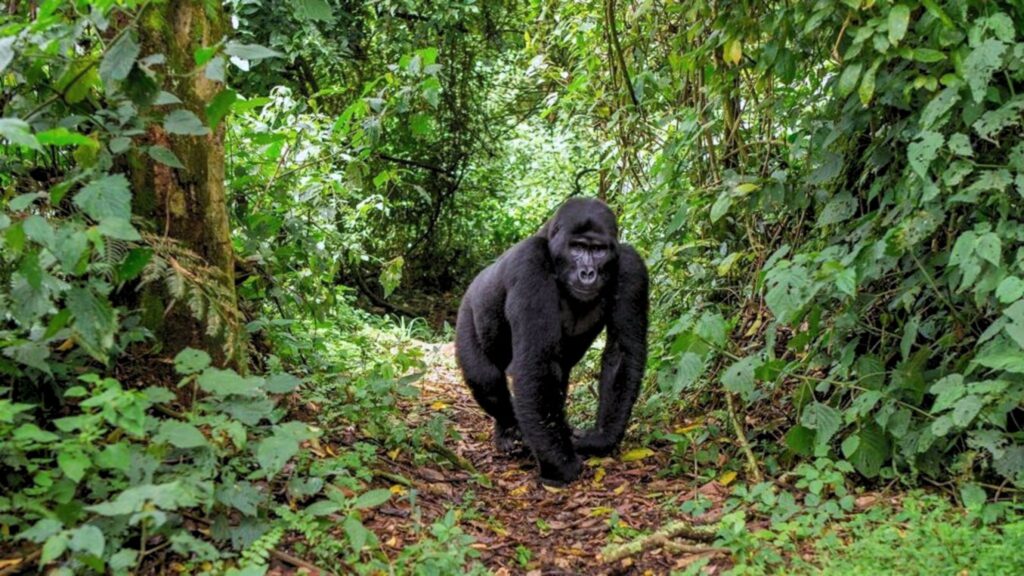 Gorilla Trekking in Uganda and Rwanda