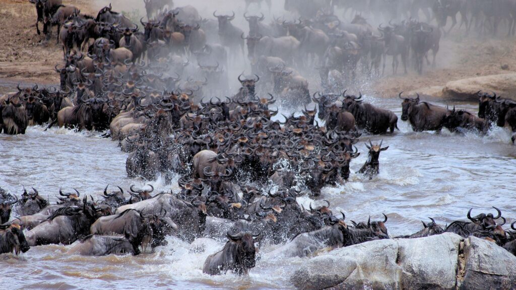 Great Migration in the Serengeti and Maasai Mara