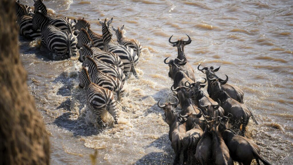 Maasai Mara National Reserve