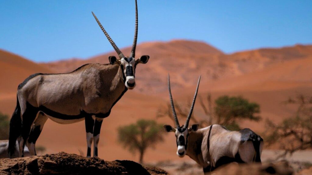 Namibia's Desert Adapted Wildlife