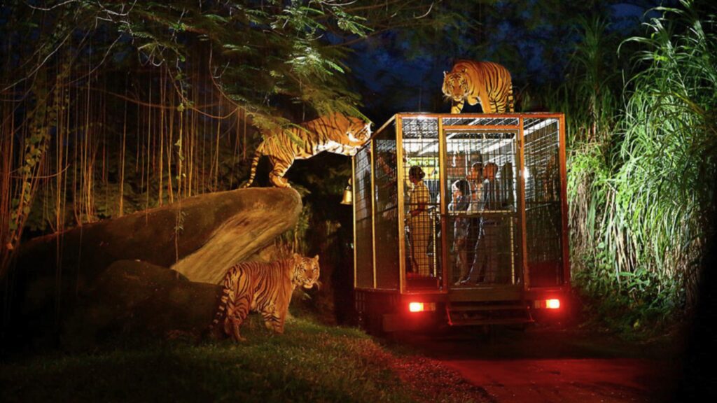 Night Safaris and Nocturnal Wildlife