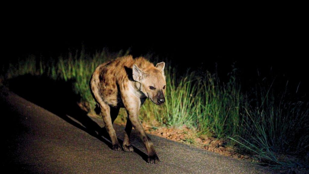 Predator Encounters in Kruger National Park