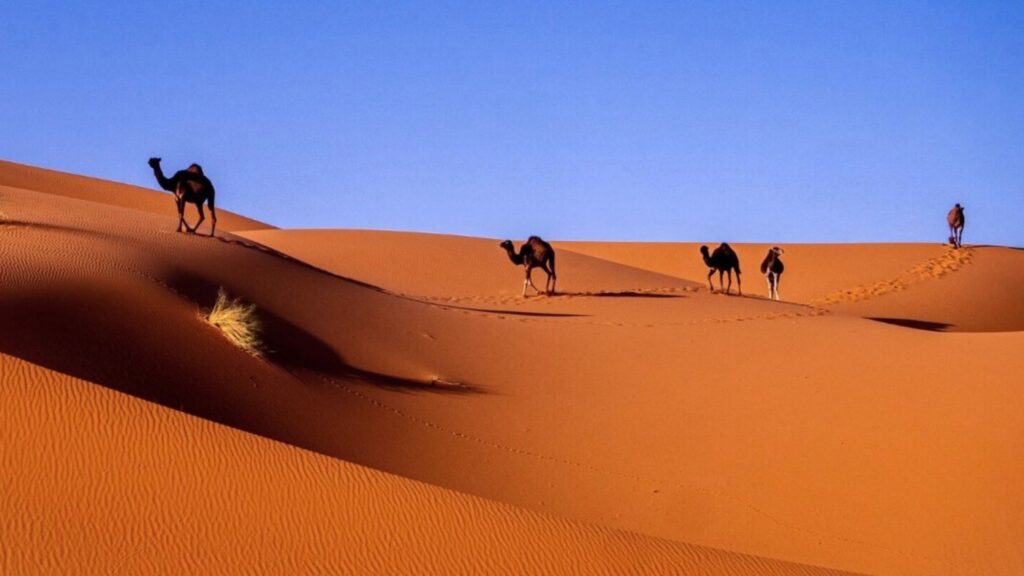 Sahara Desert, Morocco