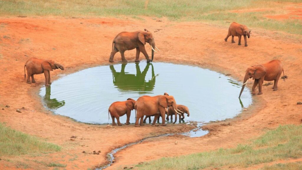 Tsavo National Park, Kenya