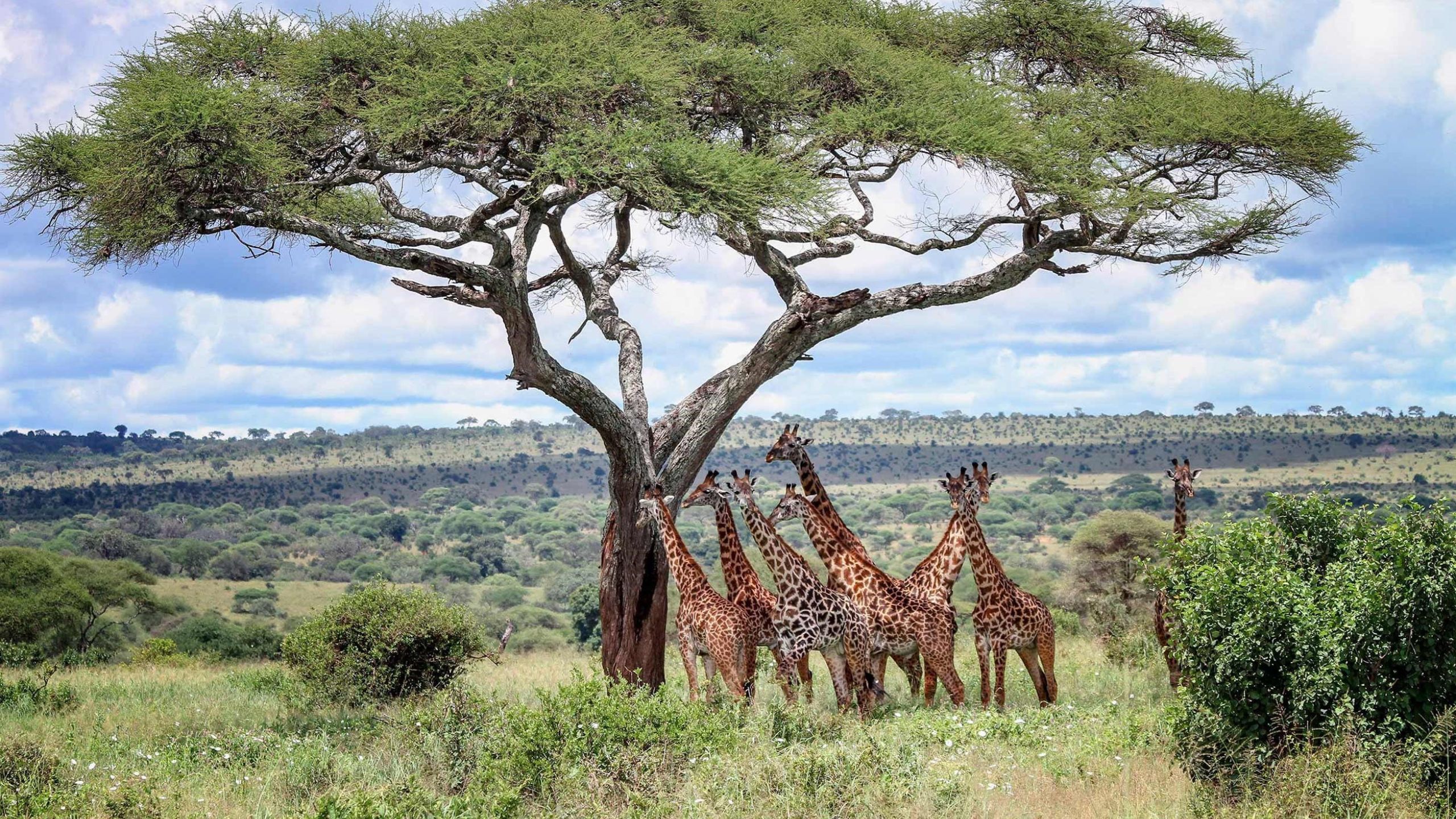 wildlife diversity Luxury African Safaris